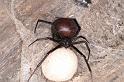 Latrodectus_hasselti_D3635_Z_85_Hamelin pool_Australie